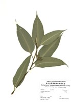 藏品(大葉桉)的圖片